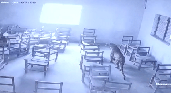 Λεοπάρδαλη μπήκε σε σχολική τάξη στην Ινδία