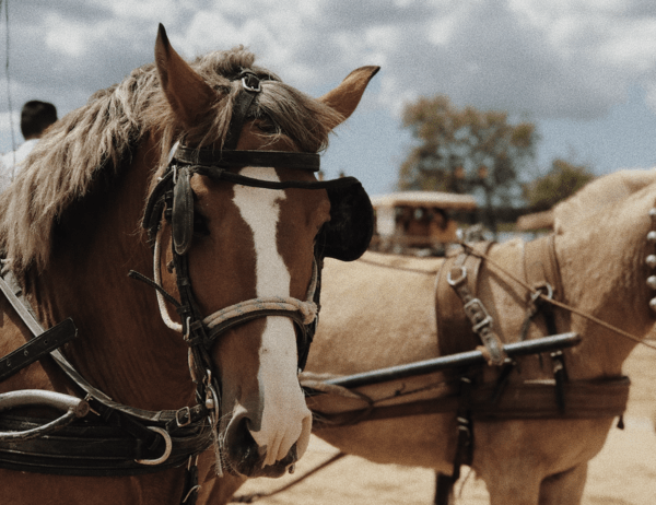 Too hot for horses: Melbourne set to ban horse-drawn carriages in CBD over animal cruelty concerns