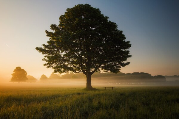 Ουαλία: Δωρεάν δέντρο σε κάθε νοικοκυριό για να αντιμετωπιστεί η κλιματική αλλαγή