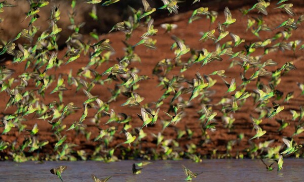 Παπαγαλάκια στην Αυστραλία