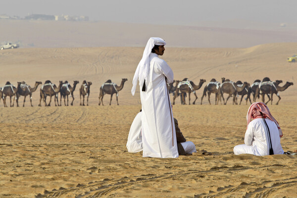 Σαουδική Αραβία: Δεκάδες καμήλες αποκλείστηκαν από καλλιστεία, λόγω Botox