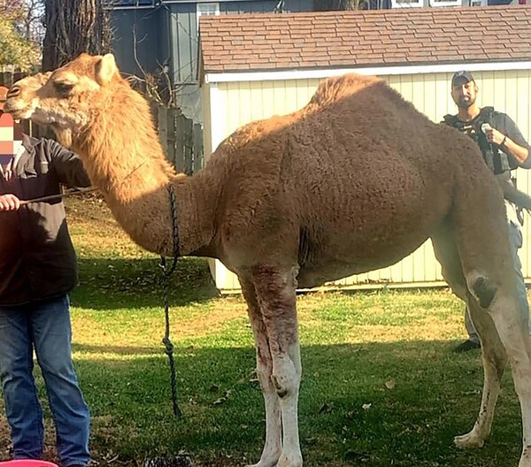 Καμήλα δραπέτευσε από φάτνη σε αμόκ- Την κυνηγούσαν σε όλη την πόλη