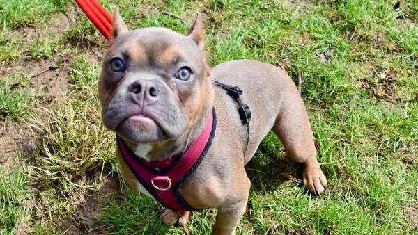 Ακρωτηριασμός σκύλων: Νέα μόδα στα social media θέλει κουτάβια με κομμένα ​αυτιά