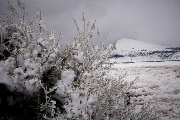 Χιονισμένη η Πάρνηθα, ελάφια στο κατάλευκο τοπίο