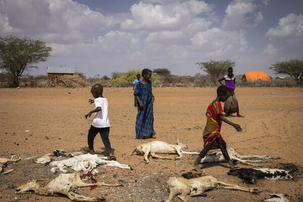 Six dead giraffes: Kenya drought horror captured in single picture