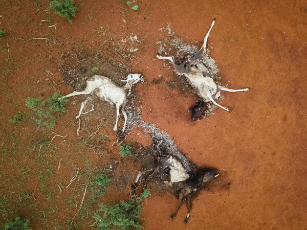 Six dead giraffes: Kenya drought horror captured in single picture