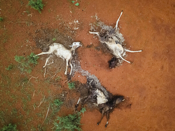 Six dead giraffes: Kenya drought horror captured in single picture