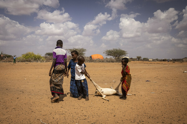 Six dead giraffes: Kenya drought horror captured in single picture