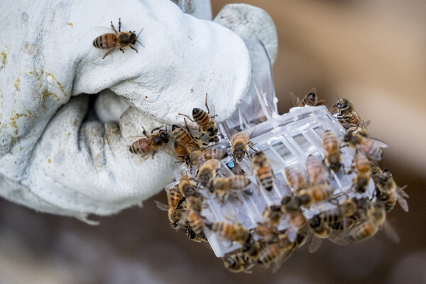 Είδαν μέλισσες να βγαίνουν από το ντους τους, τελικά 80.000 έντομα ήταν πίσω από τον τοίχο