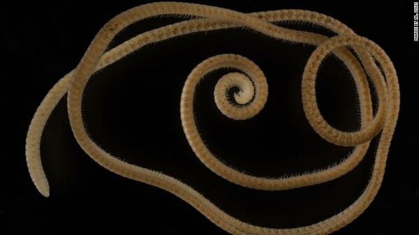 «Σαρανταποδαρούσα» με πάνω από 1.300 πόδια ανακαλύφθηκε στην Αυστραλία - Η ελληνική ονομασία του