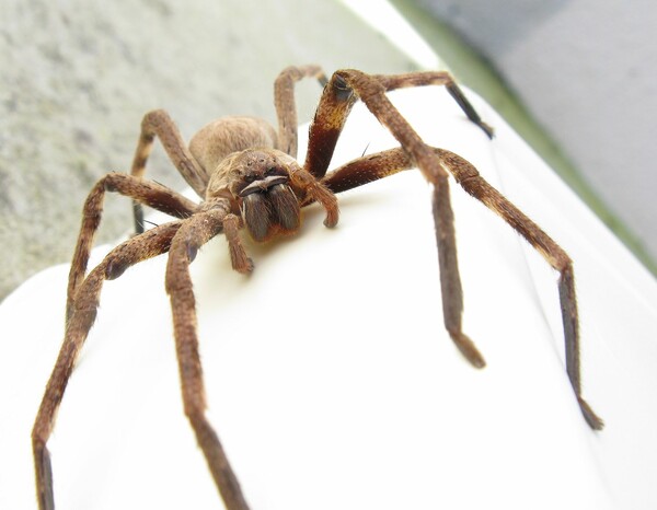 Μια τεράστια αράχνη διέκοψε την live ενημέρωση για τον κορωνοϊό στην Αυστραλία