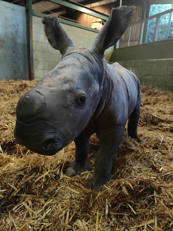 Βρετανία: Λευκός ρινόκερος γεννήθηκε για πρώτη φορά σε ζωολογικό κήπο