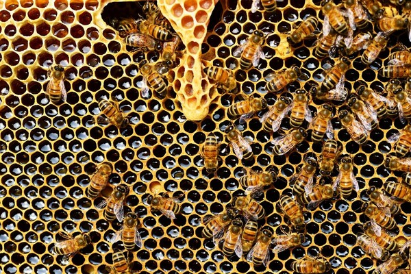 Beegin: Η Endless EC κάνει την αρχή για τους μελισσοκόμους Εύβοιας 
