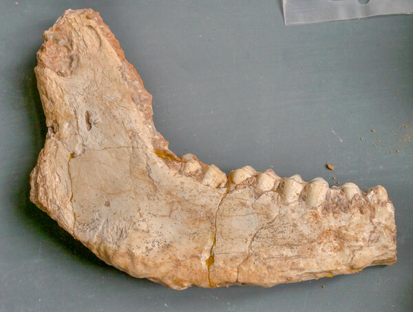 Λέσβος: Στο φως απολιθωμένα οστά ζώων που έζησαν πριν από 2 εκατ. χρόνια