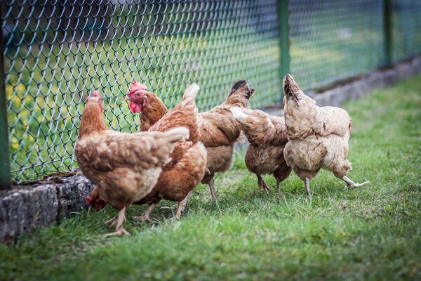 Τσεχία: 80.000 κοτόπουλα θα θανατωθούν λόγω της γρίπης των πτηνών