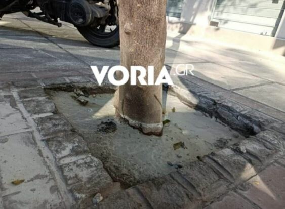 Έριξαν τσιμέντο σε ρίζες δέντρων στο κέντρο της Θεσσαλονίκης