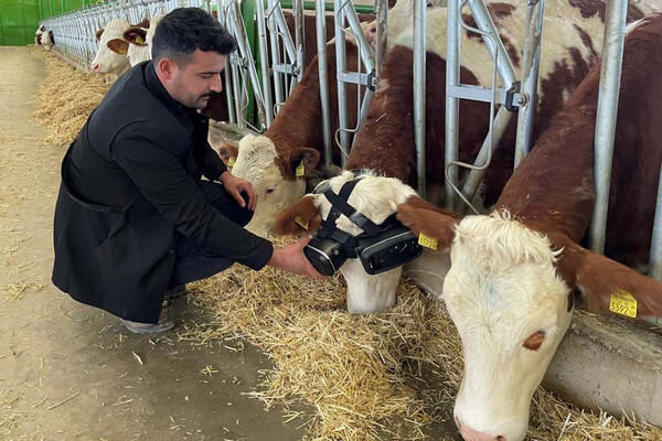 Αγρότης φόρεσε γυαλιά VR στις αγελάδες για να νομίζουν ότι βόσκουν στην ύπαιθρο