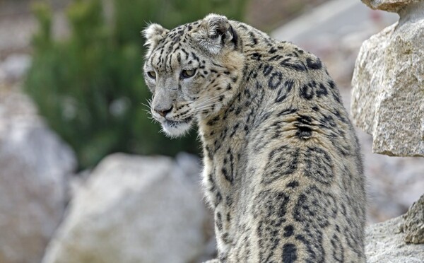 Snow leopard at Illinois zoo dies after contracting Covid-19