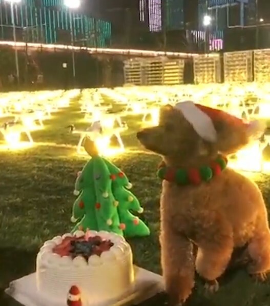 Dog owner spends £11,500 on drone display for pet’s birthday in China