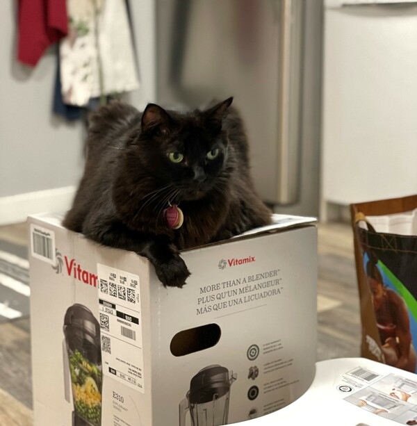 They bought a blender. Three weeks later, their cats continue to hold it hostage.