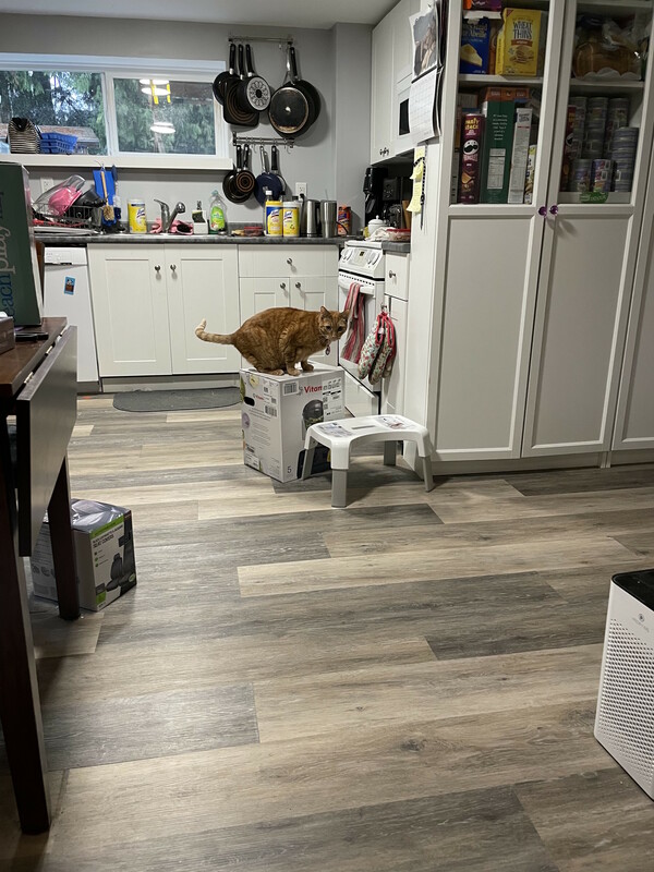 They bought a blender. Three weeks later, their cats continue to hold it hostage.