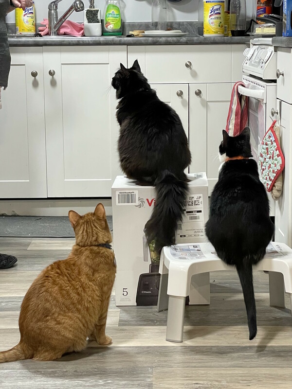 They bought a blender. Three weeks later, their cats continue to hold it hostage.