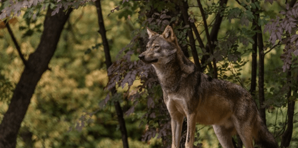 Αρκτούρος: Τεράστια ευκαιρία η επανεμφάνιση του λύκου στην Πάρνηθα- Να σεβόμαστε τα όρια της άγριας ζωής