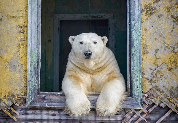Πολική αρκούδα σε παράθυρο