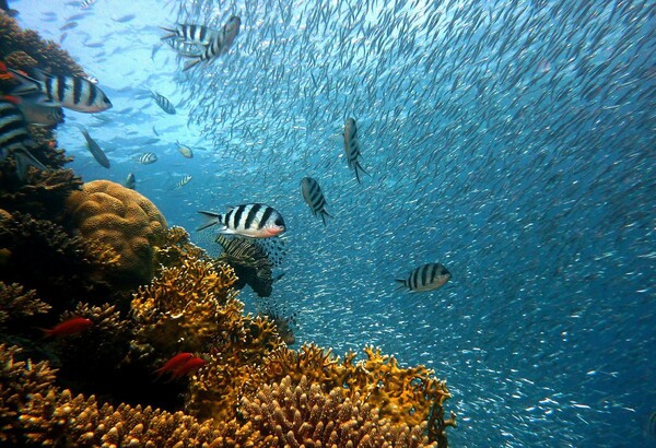 Μια «αποικία» 60 εκατομμυρίων ψαριών ανακαλύφθηκε στην Ανταρκτική - Έχει το μέγεθος της Μάλτας