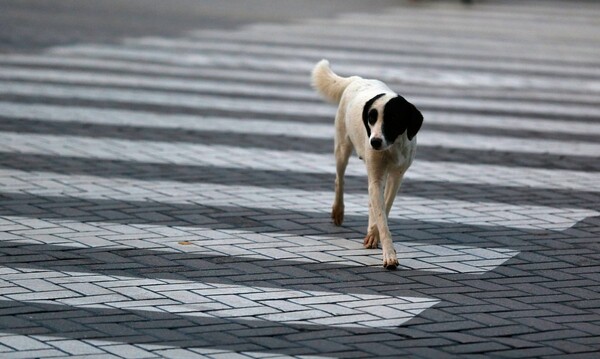 Τουρκία: «Κυνήγι» αδέσποτων σκύλων, με εντολή Ερντογάν- Διαμαρτύρονται οι φιλόζωοι
