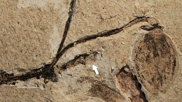 Κίνα: Ανακαλύφθηκε το αρχαιότερο απολιθωμένο μπουμπούκι λουλουδιού ηλικίας 164 εκατομμυρίων ετών