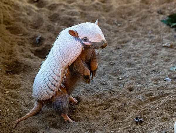 Overweight armadillos put on a post-Christmas diet