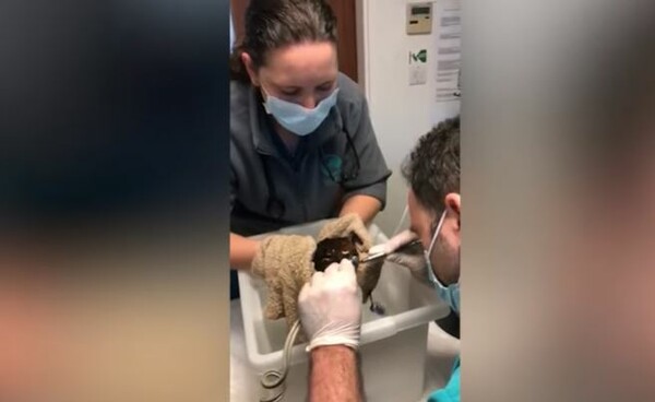 Ψάρι πήγε επειγόντως σε κτηνίατρο για επέμβαση στα δόντια- Δεν μπορούσε να φάει