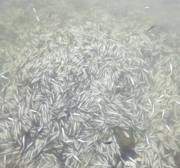 Θεσπρωτία: Χιλιάδες νεκρά ψάρια από το ψύχος στη λιμνοθάλασσα Δρεπάνου