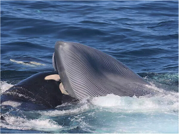 Orcas recorded killing and feeding on blue whales in brutal attacks