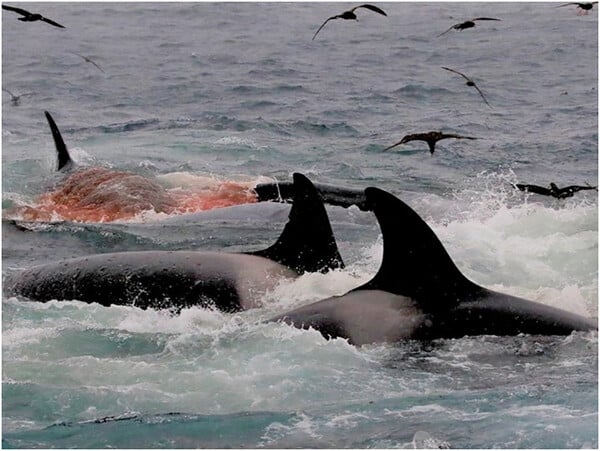 Orcas recorded killing and feeding on blue whales in brutal attacks