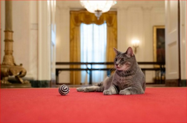Οι Μπάιντεν καλωσόρισαν στον Λευκό Οίκο τη γάτα τους, Γουίλοου 