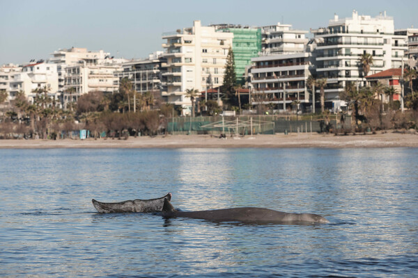 «Αυτή τη στιγμή υποφέρει»: Σε εξέλιξη επιχείρηση για τη μικρή φάλαινα στον Άλιμο