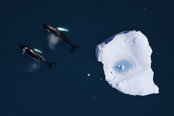 Στη Γροιλανδία η κλιματική αλλαγή απελευθερώνει κρυμμένους θησαυρούς 