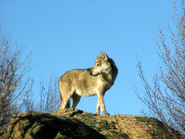 Διόνυσος: Ανησυχία για τον λύκο- Ετοιμάζονται οδηγίες για τους πολίτες