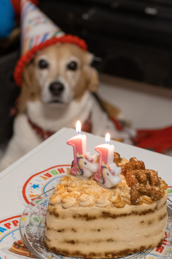 Ζαχαροπλαστείο στη Θεσσαλονίκη φτιάχνει cupcakes και τούρτες γενεθλίων για σκύλους
