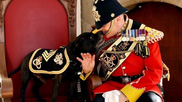 Βρετανία: Κηδεία με (σχεδόν) στρατιωτικές τιμές σε σκύλο - μασκότ ένωσης απόστρατων