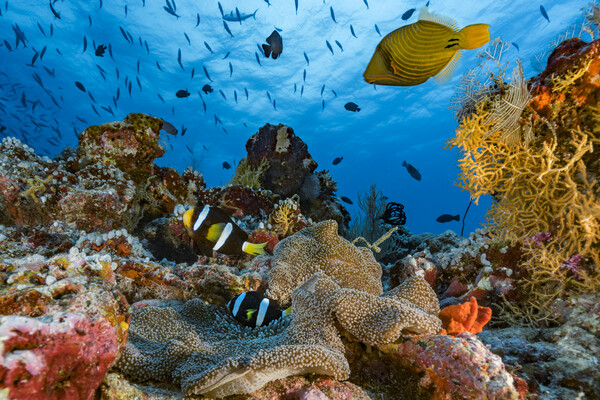 All coral will suffer severe bleaching when global heating hits 1.5C, study finds