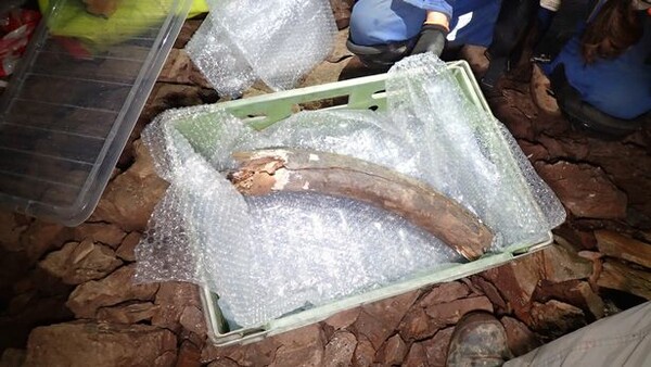 Οστά μαμούθ και άλλων ζώων βρέθηκαν σε εργοτάξιο στη Βρετανία 