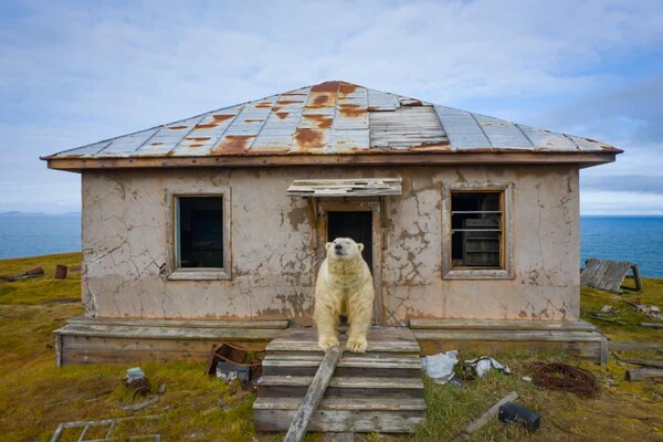 Πολικές αρκούδες μετακόμισαν σε μετεωρολογικό σταθμό της Αρκτικής- και δεν είναι συνηθισμένο