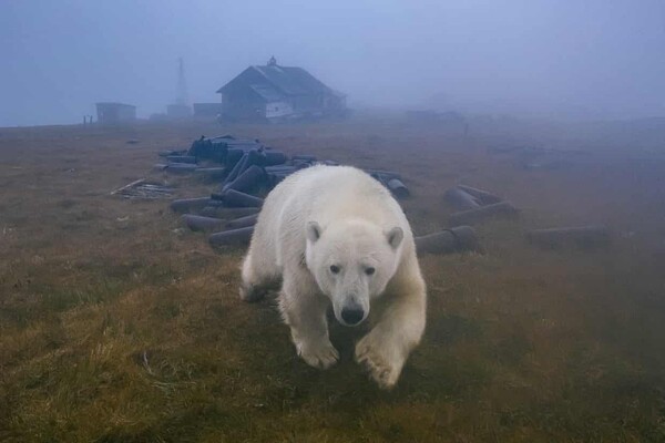 Πολικές αρκούδες μετακόμισαν σε μετεωρολογικό σταθμό της Αρκτικής- και δεν είναι συνηθισμένο