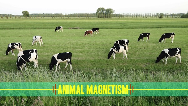 animal magnetism