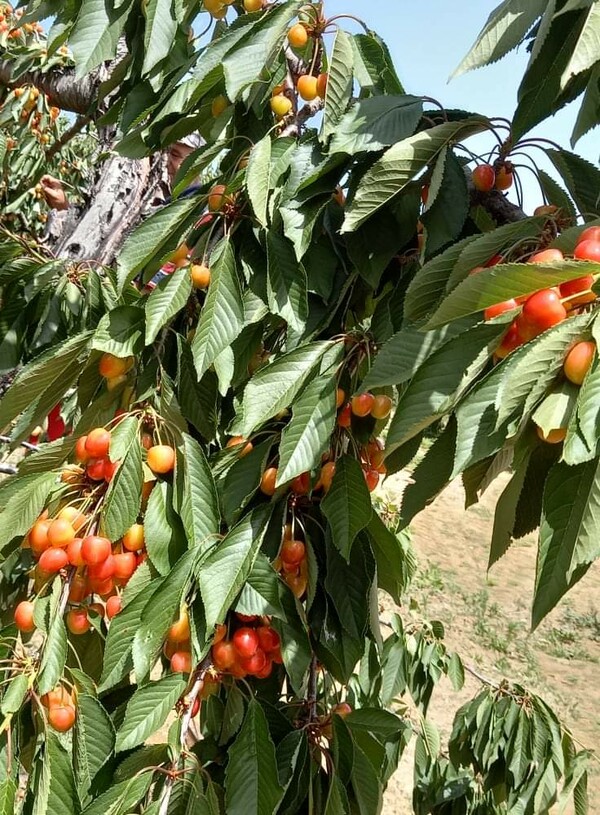 Το γαλανό/άσπρο κεράσι Αρχαγγέλου διεκδικεί τον τίτλο του ΠΟΠ - «Άλλο ένα δώρο της ελληνικής γης»