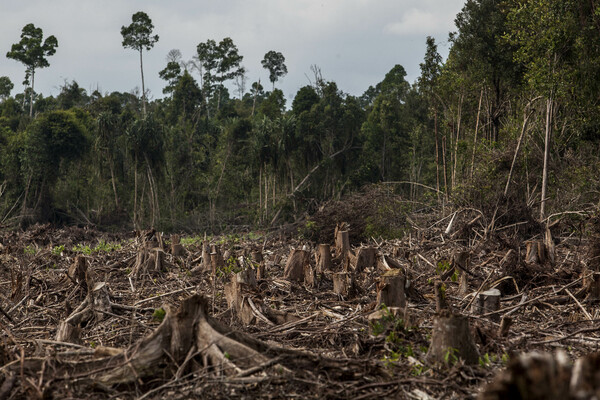 Αμαζόνιος: Ρεκόρ στους ρυθμούς αποψίλωσης του δάσους παρά τις δεσμεύσεις του Μπολσονάρου