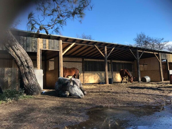 Rancheros: Η φάρμα στη Βόρεια Εύβοια που αποτελεί καταφύγιο για πληγωμένα άλογα από όλη την Ελλάδα